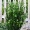 Taxus Media 'Groenland' C3 40-50 Cm