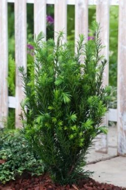 Taxus Media 'Groenland' C3 40-50 Cm