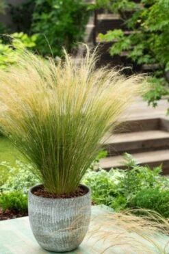 Stipa Tenuissima 'Ponytails' P9 Cm