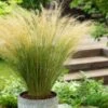 Stipa Tenuissima 'Ponytails' C2 Cm