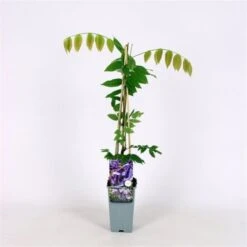 Wisteria Brachybotrys 'Okayama' C2 60-70 Cm