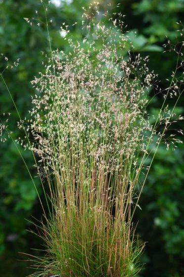 Deschampsia Flexuosa P9 Cm 2 Deschampsia Flexuosa P9 Cm - Afbeelding 2