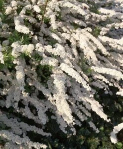Spiraea Cinerea 'Grefsheim' C2 40-60 Cm -Tuinbenodigdheden Verkoop 2024 63V2XB8A 3bcd 1