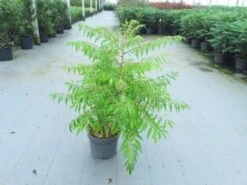 Rhus Typhina Tiger Eyes C10 60-80 Cm