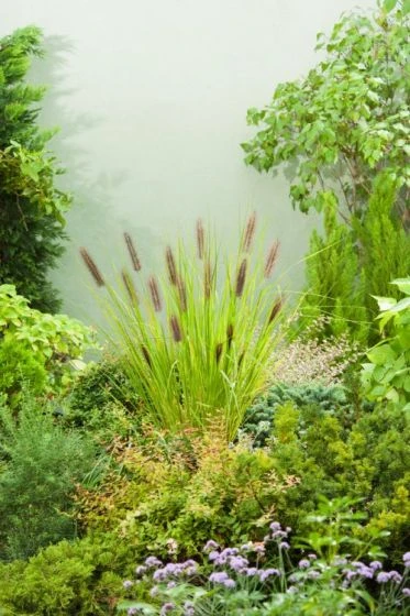 Pennisetum Alopecuroides 'Moudry' P9 Cm 2 Pennisetum Alopecuroides 'Moudry' P9 Cm - Afbeelding 2