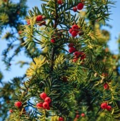 Taxus Baccata 'Semperaurea' C3.5 40-50 Cm
