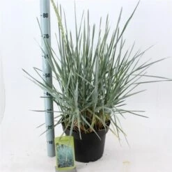 Leymus Arenarius 'Blue Dune' C12 30-40 Cm