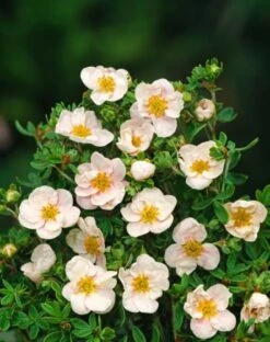 Potentilla Fruticosa 'Blink' C1.3 25-30 Cm -Tuinbenodigdheden Verkoop 2024 66LY5D8Y ff3c