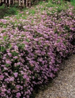 Spiraea Japonica 'Little Princess' C1.5 Cm