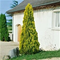 Platycladus Orientalis 'Pyramidalis Aurea' C3 40-50 Cm