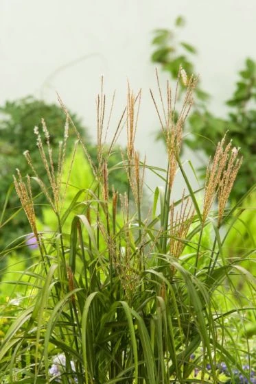 Miscanthus Sinensis 'Korea' P11 Cm 2 Miscanthus Sinensis 'Korea' P11 Cm - Afbeelding 2