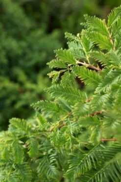 Metasequoia Glyptostroboides 'Hamlet's Broom' C3 30-40 Cm