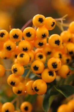 Pyracantha 'Soleil D'Or' C2 60-70 Cm