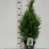 Thuja Occidentalis 'Holmstrup' C3.5 50-60 Cm