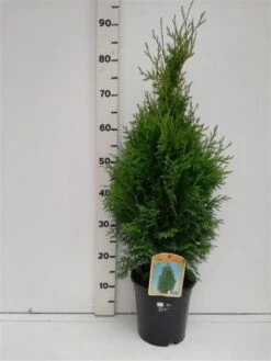 Thuja Occidentalis 'Holmstrup' C3.5 50-60 Cm