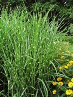 Miscanthus Sinensis 'Strictus' C2 Cm