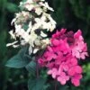 Hydrangea Paniculata 'Pink Diamond' C3 40-60 Cm