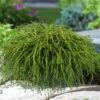 Chamaecyparis Pisifera 'Filifera Nana' C3.5 25-30 Cm