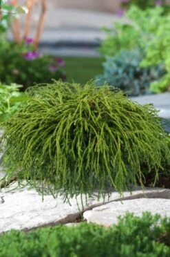 Chamaecyparis Pisifera 'Filifera Nana' C2 20-25 Cm