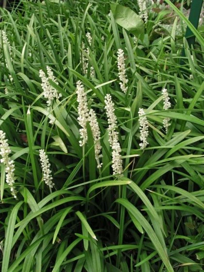 Liriope Muscari P9 Cm 2 Liriope Muscari P9 Cm - Afbeelding 2