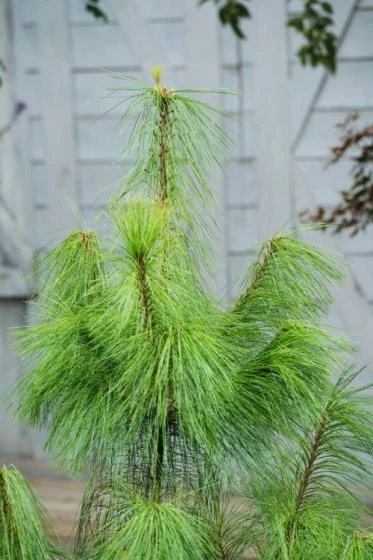 Pinus Wallichiana C7.5 80-100 Cm 2 Pinus Wallichiana C7.5 80-100 Cm - Afbeelding 2