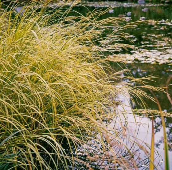 Molinia Arundinacea C2 Cm 1 Molinia Arundinacea C2 Cm
