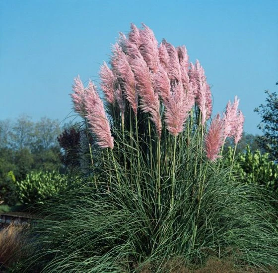 Cortaderia Selloana 'Pink Feather' C3 40-60 Cm 2 Cortaderia Selloana 'Pink Feather' C3 40-60 Cm - Afbeelding 2