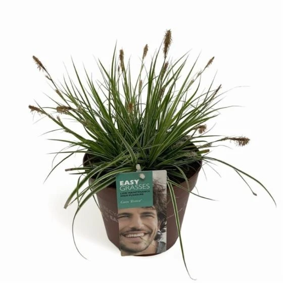 Carex Oshimensis Everest C2 30-40 Cm 1 Carex Oshimensis Everest C2 30-40 Cm