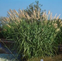Miscanthus Sinensis 'Silberfeder' P11 Cm