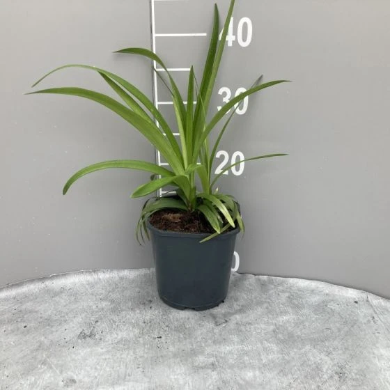 Liriope Muscari 'Monroe White' C2 Cm 2 Liriope Muscari 'Monroe White' C2 Cm - Afbeelding 2