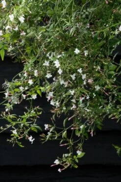 Jasminum Officinale C2 60-80 Cm