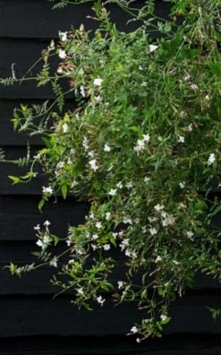 Jasminum Officinale C2 60-80 Cm 5 Jasminum Officinale C2 60-80 Cm -Tuinbenodigdheden Verkoop 2024 6HZEXZSW a5d0 1