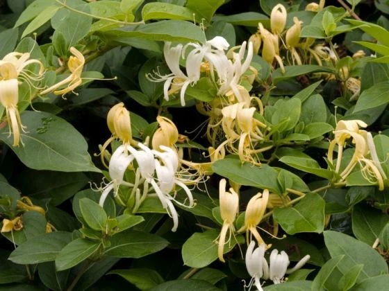 Lonicera Japonica 'Halliana' C2 80_100_CM 2 Lonicera Japonica 'Halliana' C2 80_100_CM - Afbeelding 2