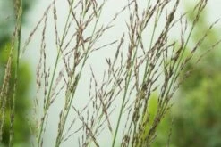 Molinia Caerulea 'Carmarthen' P9 Cm -Tuinbenodigdheden Verkoop 2024 6JREJCWR 200d