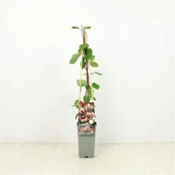 Lonicera Periclymenum C2 60-70 Cm -Tuinbenodigdheden Verkoop 2024 6JT5BRBW 1359
