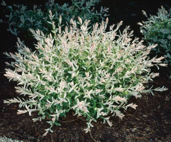 Salix Integra 'Hakuro-nishiki' C7.5 40-50 Cm 2 Salix Integra 'Hakuro-nishiki' C7.5 40-50 Cm - Afbeelding 2