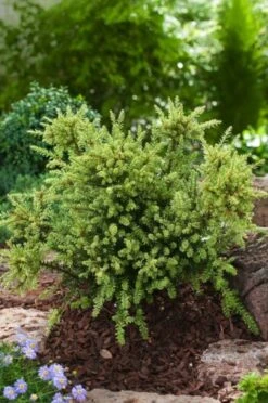 Podocarpus Nivalis 'Kilworth Cream' C3 20-25 Cm