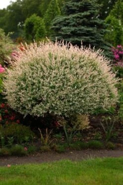 Salix Integra 'Hakuro-nishiki' C7.5 40-50 Cm 5 Salix Integra 'Hakuro-nishiki' C7.5 40-50 Cm -Tuinbenodigdheden Verkoop 2024 6LGWZSYL 985d