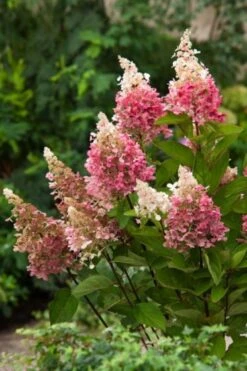 Hydrangea Paniculata Pinky Winky C10 60-80 Cm