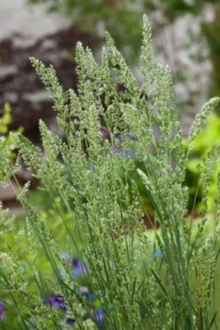 Koeleria Glauca P9 Cm -Tuinbenodigdheden Verkoop 2024 6NY6HTY9 7006 1