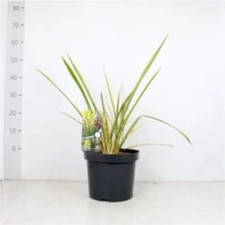 Phormium 'Golden Ray' C7.5 Cm