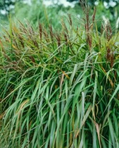 Miscanthus 'Purpurascens' P9 Cm