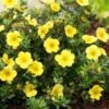 Potentilla Fruticosa 'Elizabeth' C1.5 30-40 Cm