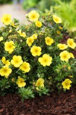Potentilla Fruticosa 'Elizabeth' C1.5 30-40 Cm