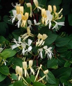 Lonicera Japonica 'Halliana' C2 80_100_CM 5 Lonicera Japonica 'Halliana' C2 80_100_CM -Tuinbenodigdheden Verkoop 2024 6VCL9KE5 1df9