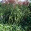 Miscanthus Sinensis 'Ferner Osten' P9 Cm