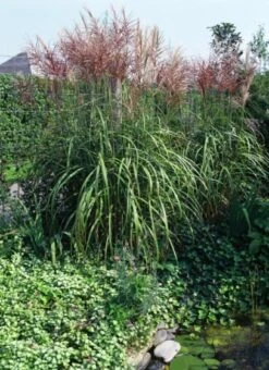Miscanthus Sinensis 'Ferner Osten' P9 Cm