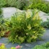 Chamaecyparis Obtusa 'Fernspray Gold' C3 20-25 Cm