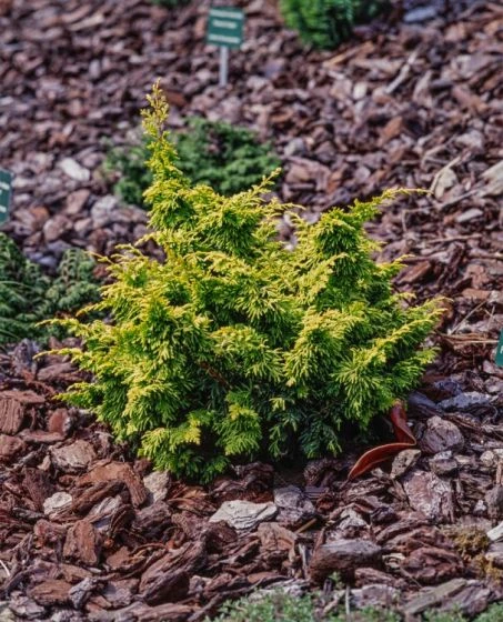 Chamaecyparis Obtusa 'Fernspray Gold' C3 20-25 Cm 2 Chamaecyparis Obtusa 'Fernspray Gold' C3 20-25 Cm - Afbeelding 2