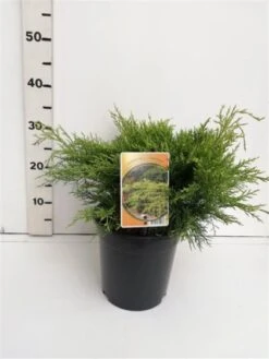 Juniperus Pfitzeriana 'Gold Coast' C3.5 25-30 Cm -Tuinbenodigdheden Verkoop 2024 6WXR9X64 13a4